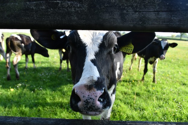 Glamping & Farmhouse Bed And Breakfast In West Wales, Near ...